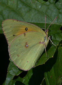 Orange Sulphur